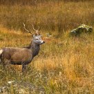 Wild Deer of Rannoch Moor, 